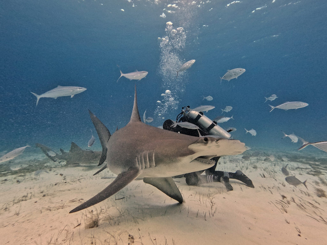 Neal Watson's Bimini Scuba Center-Alice Town必去景点