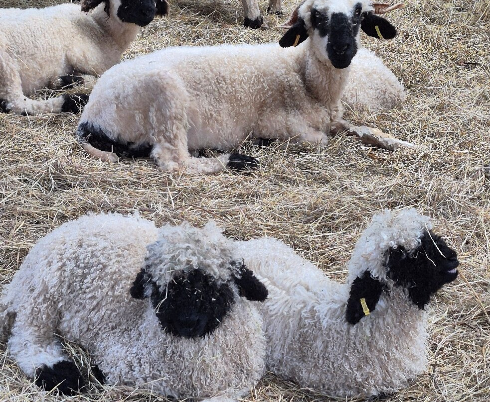 Woolley Animals Farm Park-Winkleigh必去景点