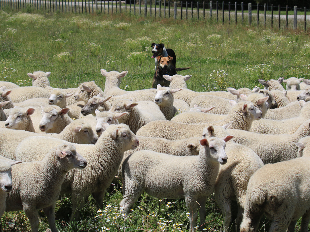 Station Life In Rural New Zealand-吉斯本必去景点