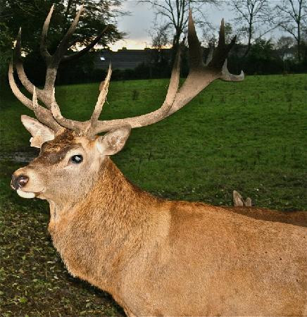 Ballinwillin House主图