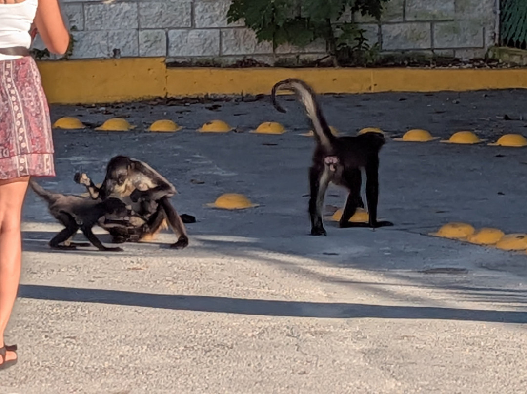 Kalido Travel-坎昆必去景点