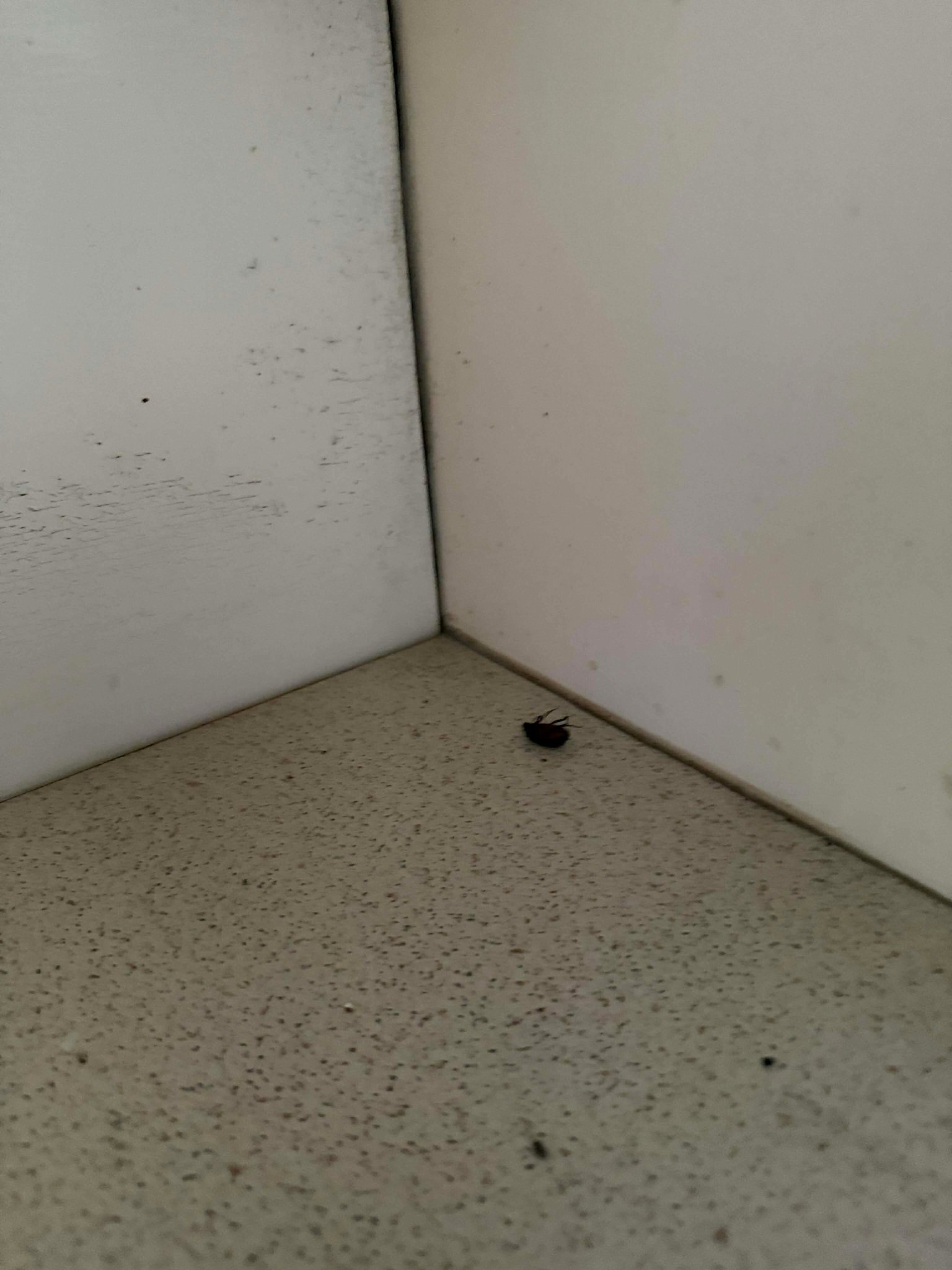 Wingham Motel-官方