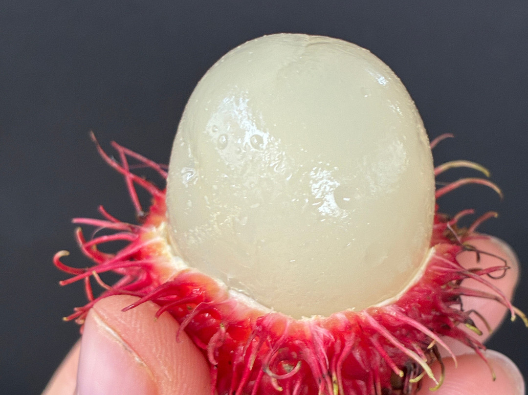 Kingfisher Ceylon tours-尼甘布必去景点