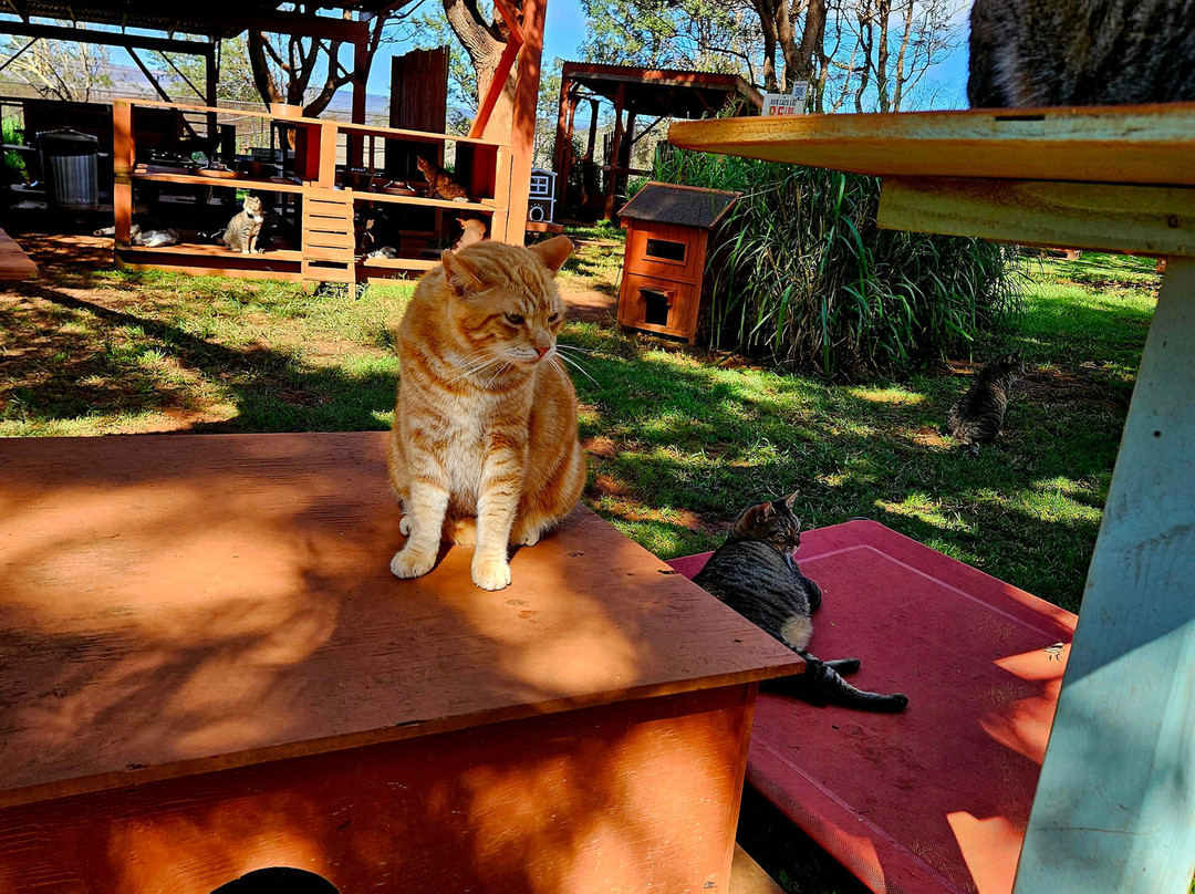 拉奈动物救援中心-拉奈市必去景点