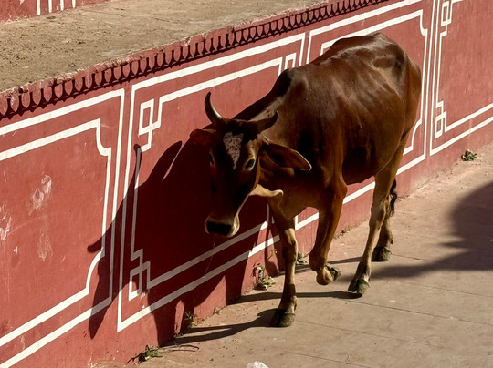 Tours in Rajasthan-新德里必去景点