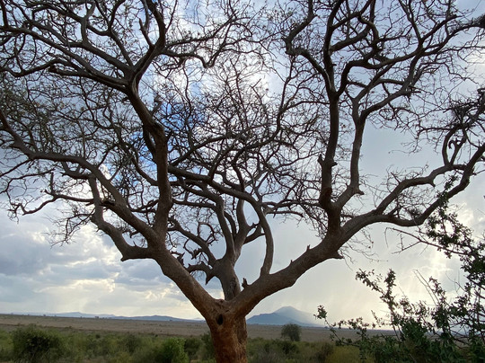 Kikko in Savanna Kenya-瓦塔木必去景点