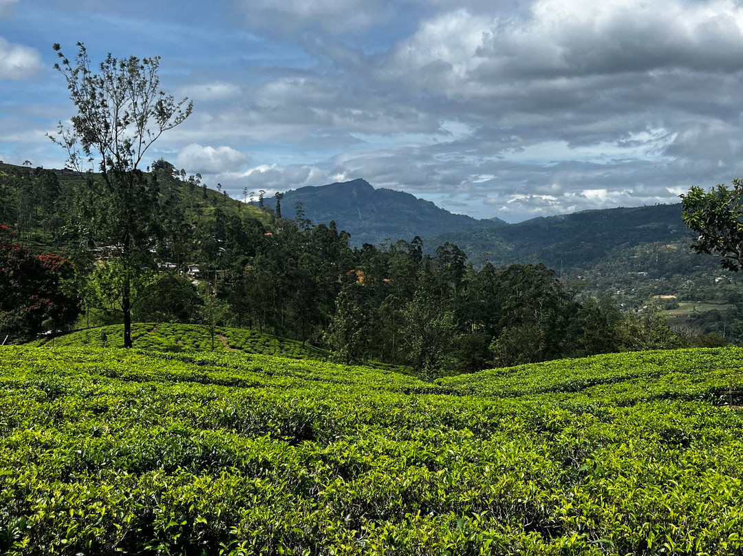 蓝田茶园-奴娃拉伊利雅必去景点