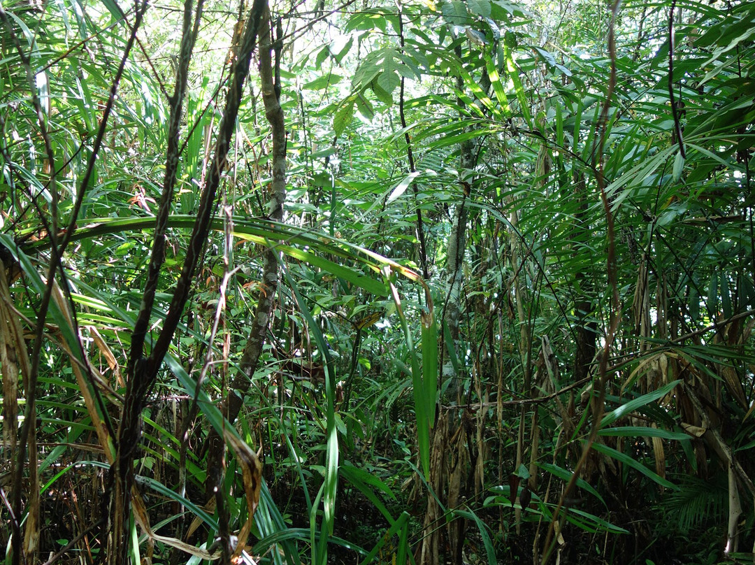 眼镜猴保护区-Bilar必去景点