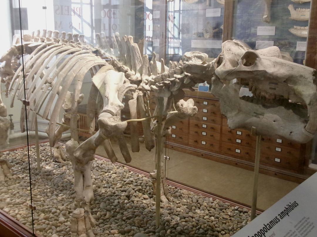 Sedgwick Museum of Earth Sciences-剑桥必去景点