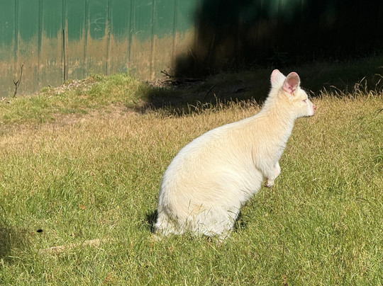 Coastline tours Tasmania-伯尼必去景点