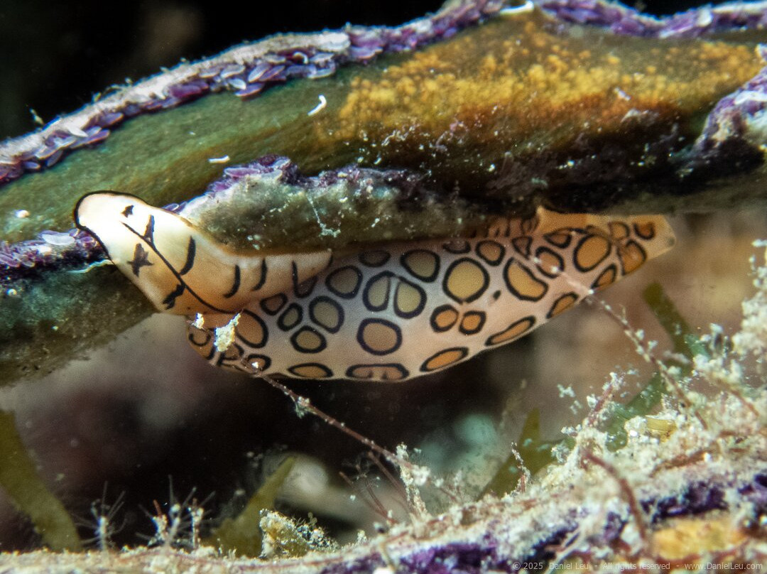 Letifish-Aventure-Pointe-Noire必去景点