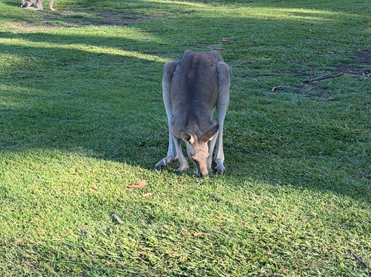 Kangaroo Encounters Guided Tours-尼尔森湾必去景点