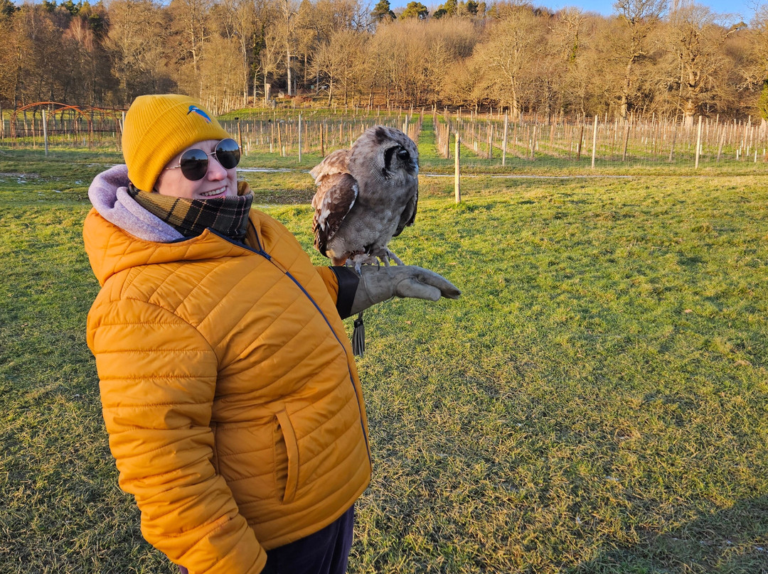 UK Owl And Raptor Centre-Groombridge必去景点