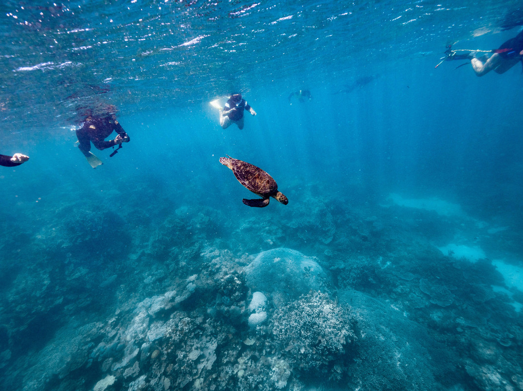 Ningaloo Reef Dive-珊瑚湾必去景点