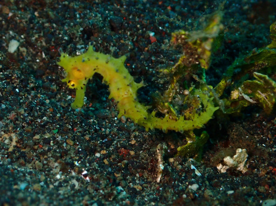 Thalassa Dive Resort Lembeh主图