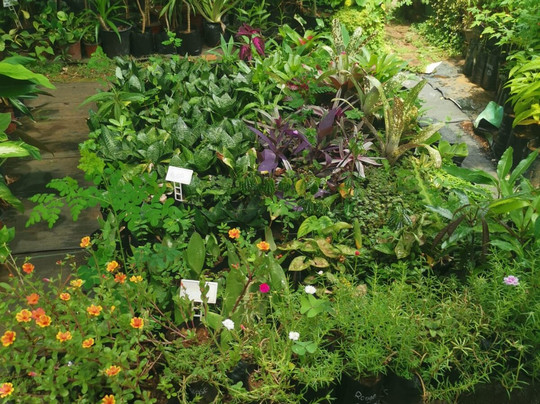 Tizardin-红地必去景点