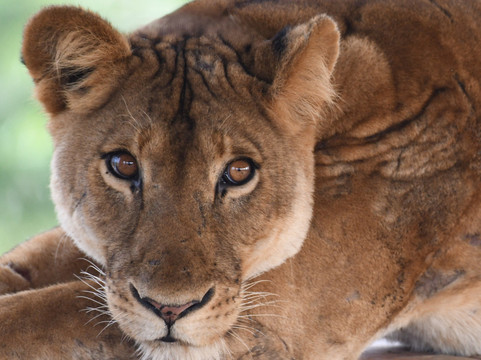 Kikooko Africa Safaris-恩德培必去景点