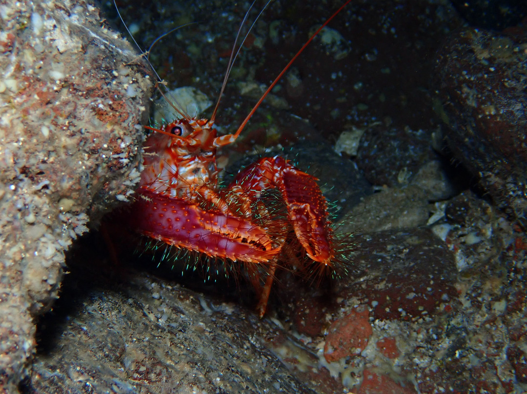 Maui Diamond Sea Sports-玛阿拉也亚必去景点