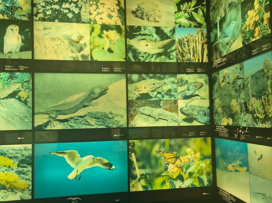 Museo de Naturaleza y Arqueologia-圣克鲁斯-德特内里费必去景点