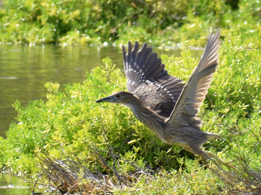 Hawaii Bird Tours-瓦胡岛必去景点