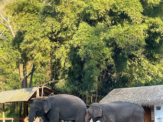 Elephant Peace Project-清莱必去景点