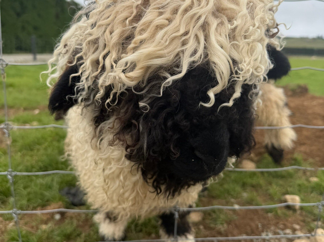 Woodstone Farm, Te Anau, New Zealand-蒂阿瑙必去景点