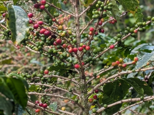 Iwanna Boquete Tours-波魁特必去景点