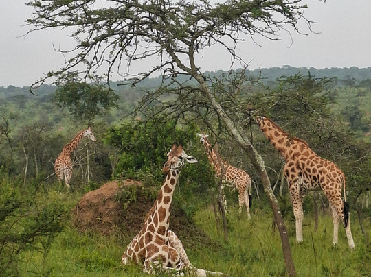 Rwizi Africa Expeditions-坎帕拉必去景点