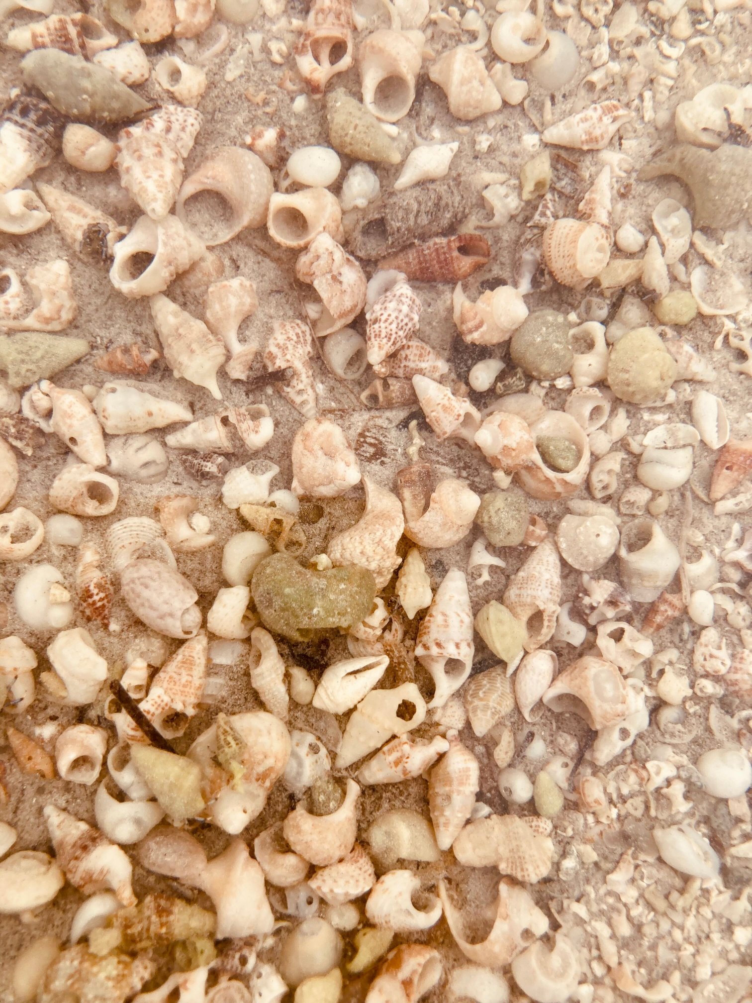 Villa Hermosa-官方