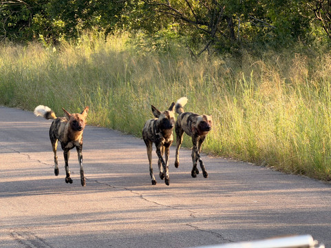 Hylton Langley Safaris-霍德斯普鲁特必去景点