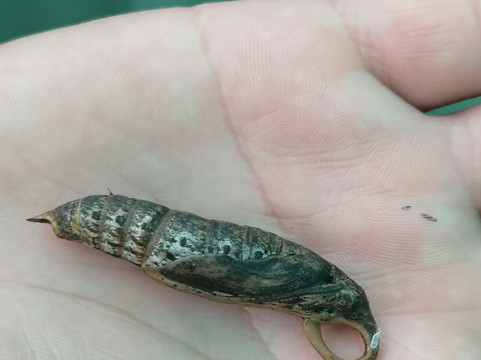 Banatayan Island Butterfly Garden-班塔延岛必去景点