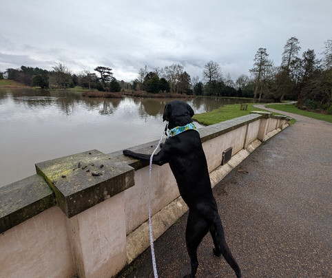 Painshill-科巴姆必去景点