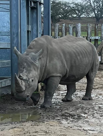 Woburn Safari Park-Woburn必去景点