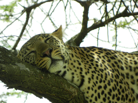 Zara Tanzania Adventures-莫西必去景点