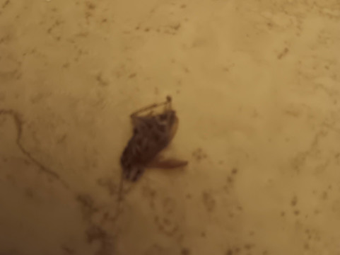 Days Inn by Wyndham North Mobile主图