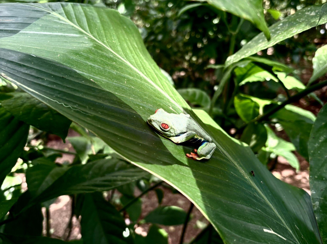 Costa Rica Eco Journeys-利比里亚必去景点