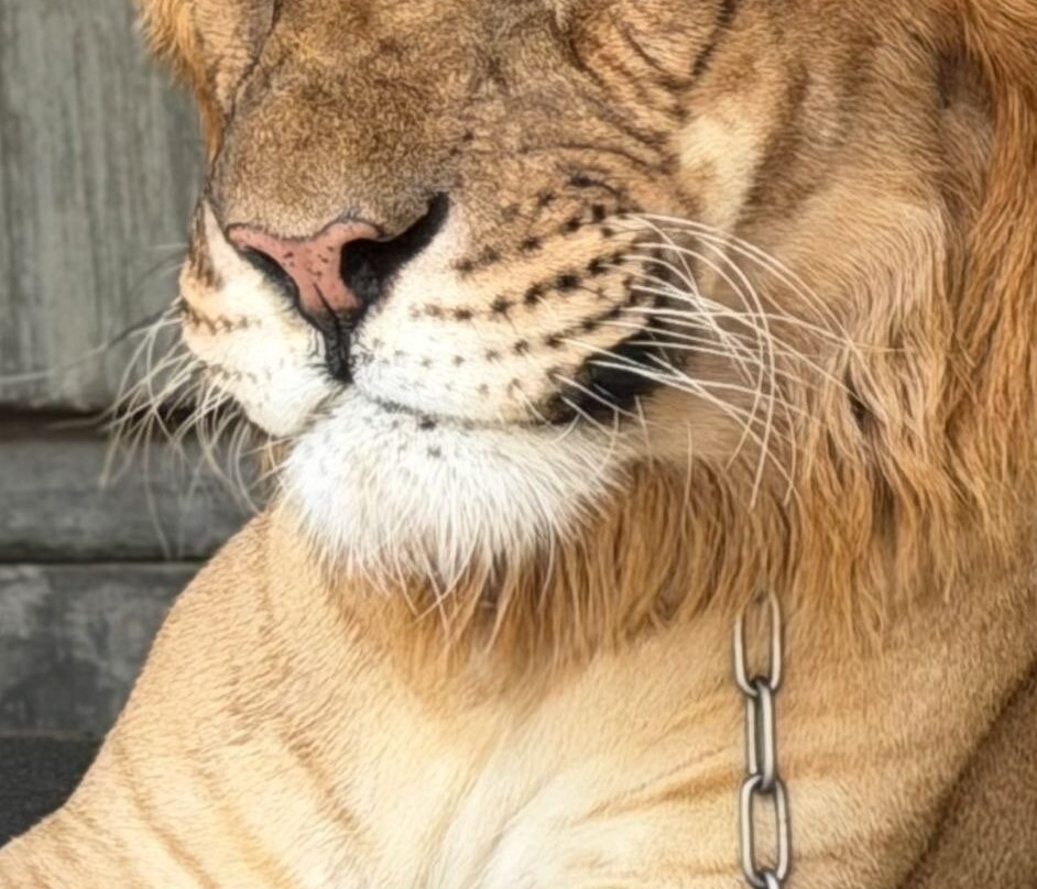 Hua Hin Safari-华欣必去景点