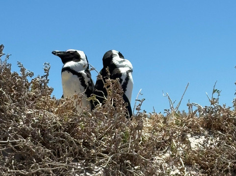 FCM Tours-开普敦中心区必去景点
