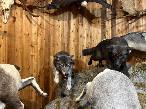 Canadian Wildlife Museum and Gift Shop-弗农必去景点