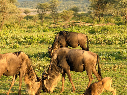 Unlimited Expeditions - The Soul Of Tanzania-阿鲁沙必去景点