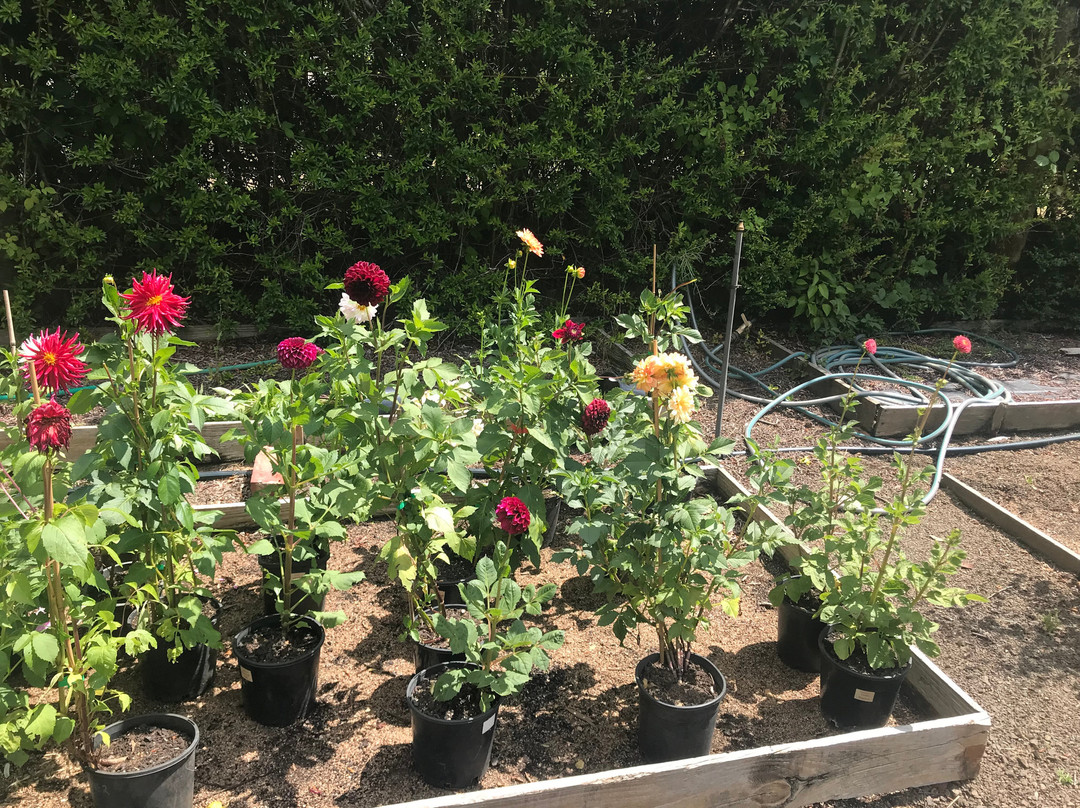 Frogmore Gardens-Blackwood必去景点