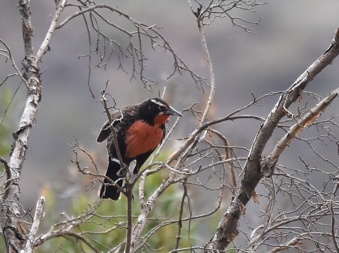 Albatross Birding & Wildlife Photography in Chile-圣地亚哥必去景点