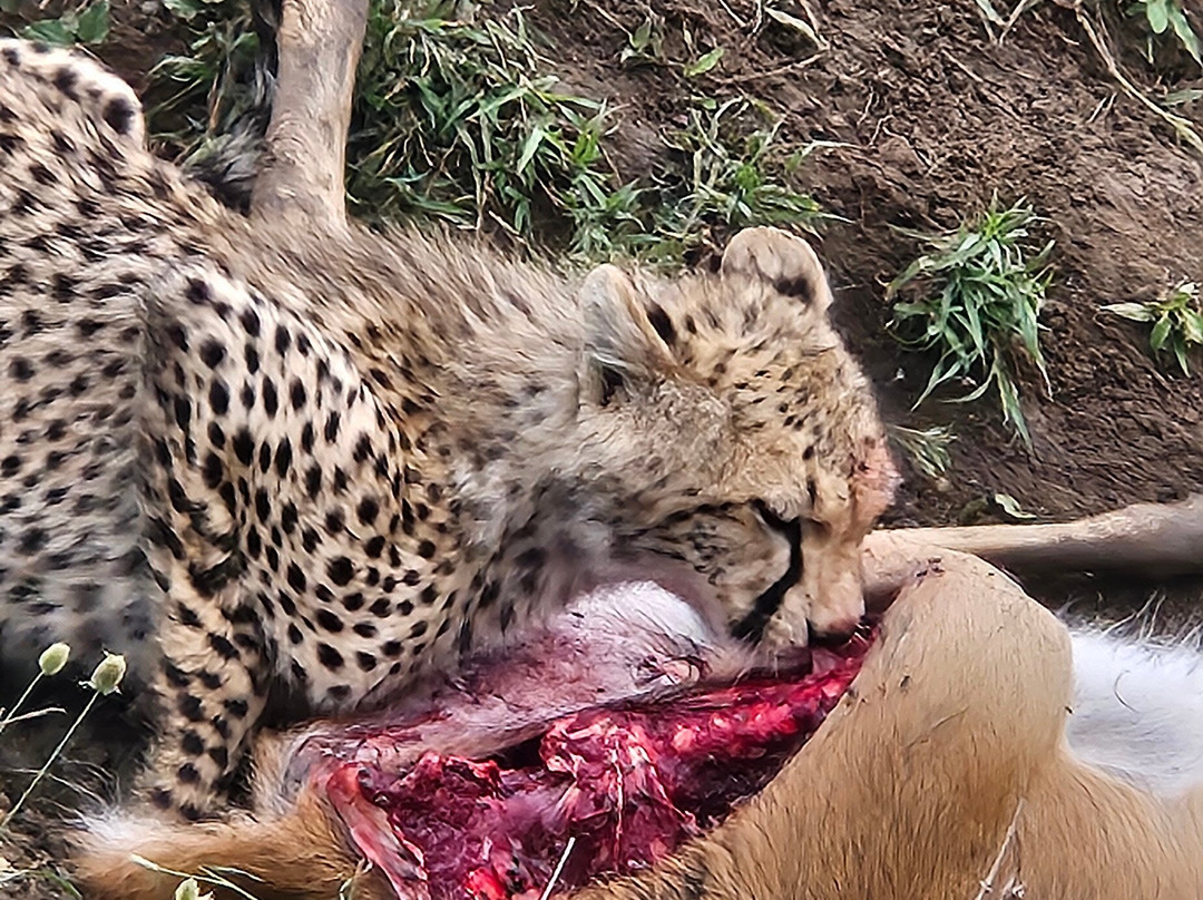 Wild Authentic Tanzania-阿鲁沙必去景点