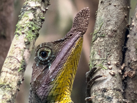 Nipuna Knuckles Trekking-康提必去景点