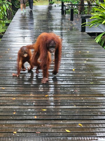 西必洛克自然度假村-官方