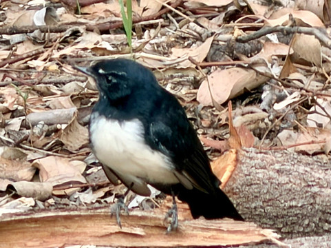 Goondiwindi Botanic Gardens of the Western Woodlands-Goondiwindi必去景点