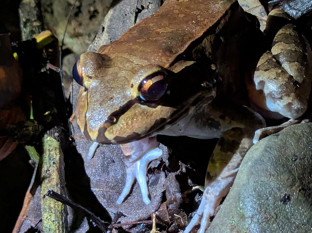 Pura Vida Tours & Transfers-哥斯达黎加安东尼奥国家公园必去景点