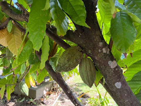 Tri-Island Chocolate Factory-La Mode必去景点