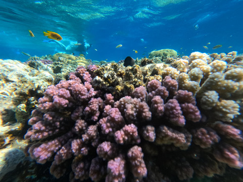 Chill Tours-Port Safaga必去景点