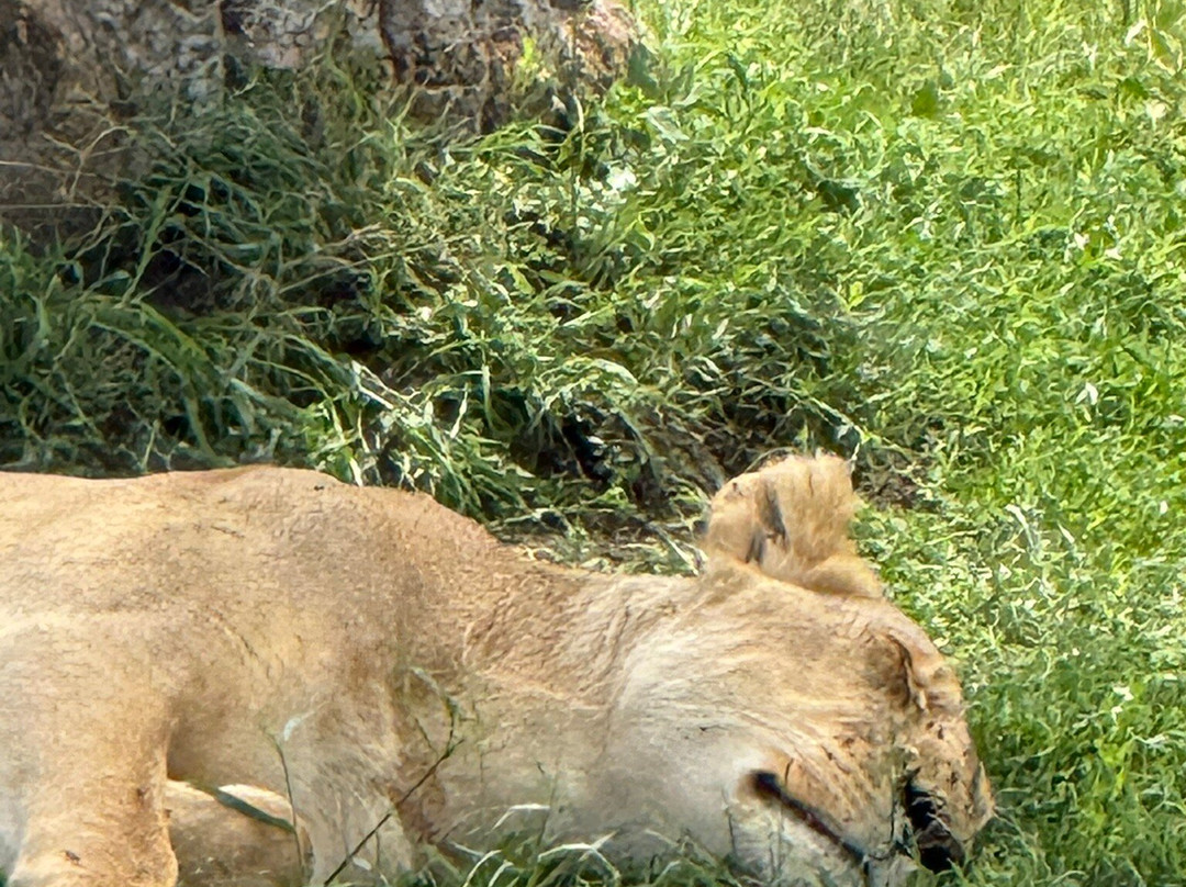 Extra Miles Unique Adventures-Sekenani必去景点